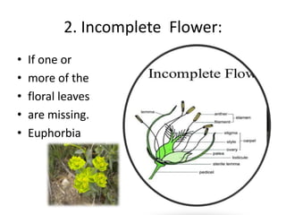 2. Incomplete Flower:
• If one or
• more of the
• floral leaves
• are missing.
• Euphorbia
 