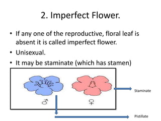 2. Imperfect Flower.
• If any one of the reproductive, floral leaf is
absent it is called imperfect flower.
• Unisexual.
• It may be staminate (which has stamen)
• Or pistillate (which has carpel).
Staminate
Pistillate
 