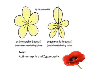Poppy
Actinomorphic and Zygomorphic
 
