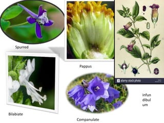 .
• .
Spurred
Pappus
Bilabiate
Companulate
infun
dibul
um
 