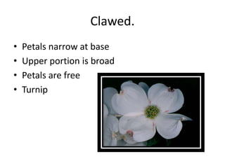 Clawed.
• Petals narrow at base
• Upper portion is broad
• Petals are free
• Turnip
 
