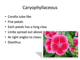 Caryophyllaceous
• Corolla tube like
• Five petals
• Each petals has a long claw
• Limbs spread out above tube
• At right angles to claws
• Dianthus
 