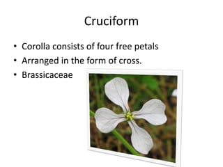 Cruciform
• Corolla consists of four free petals
• Arranged in the form of cross.
• Brassicaceae
 