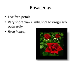 Rosaceous
• Five free petals
• Very short claws limbs spread irregularly
outwardly.
• Rosa indica.
 