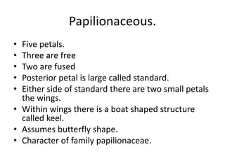 Papilionaceous.
• Five petals.
• Three are free
• Two are fused
• Posterior petal is large called standard.
• Either side of standard there are two small petals
the wings.
• Within wings there is a boat shaped structure
called keel.
• Assumes butterfly shape.
• Character of family papilionaceae.
 