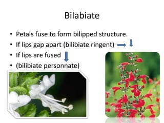 Bilabiate
• Petals fuse to form bilipped structure.
• If lips gap apart (bilibiate ringent)
• If lips are fused
• (bilibiate personnate)
• Libiatae
 