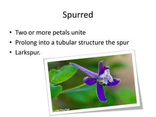 Spurred
• Two or more petals unite
• Prolong into a tubular structure the spur
• Larkspur.
 