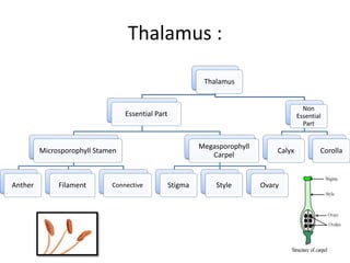 Thalamus :
Thalamus
Essential Part
Microsporophyll Stamen
Anther Filament Connective
Megasporophyll
Carpel
Stigma Style Ovary
Non
Essential
Part
Calyx Corolla
 