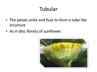 Tubular
• The petals unite and fuse to form a tube like
structure
• As in disc florets of sunflower.
 