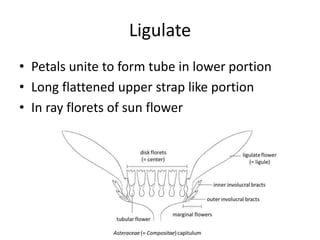 Ligulate
• Petals unite to form tube in lower portion
• Long flattened upper strap like portion
• In ray florets of sun flower
 