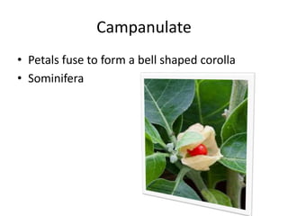 Campanulate
• Petals fuse to form a bell shaped corolla
• Sominifera
 