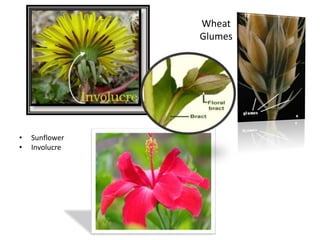 Wheat
Glumes
• Sunflower
• Involucre
Petaloid
Bougonviella
 