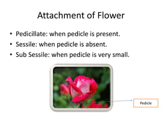 Attachment of Flower
• Pedicillate: when pedicle is present.
• Sessile: when pedicle is absent.
• Sub Sessile: when pedicle is very small.
Pedicle
 