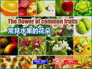 常見水果的花朵
自動換頁
Auto page forward
編輯配樂：老編西歪
changcy0326
 