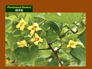 The flower of common fruits (常見水果的花朵).ppsx