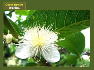 The flower of common fruits (常見水果的花朵).ppsx