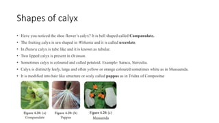 Shapes of calyx
• Have you noticed the shoe flower’s calyx? It is bell shaped called Campanulate.
• The fruiting calyx is urn shaped in Withania and it is called urceolate.
• In Datura calyx is tube like and it is known as tubular.
• Two lipped calyx is present in Ocimum.
• Sometimes calyx is coloured and called petaloid. Example: Saraca, Sterculia.
• Calyx is distinctly leafy, large and often yellow or orange coloured sometimes white as in Mussaenda.
• It is modified into hair like structure or scaly called pappus as in Tridax of Compositae
 