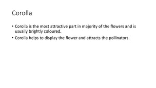 Corolla
• Corolla is the most attractive part in majority of the flowers and is
usually brightly coloured.
• Corolla helps to display the flower and attracts the pollinators.
 