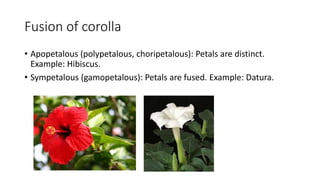 Fusion of corolla
• Apopetalous (polypetalous, choripetalous): Petals are distinct.
Example: Hibiscus.
• Sympetalous (gamopetalous): Petals are fused. Example: Datura.
 