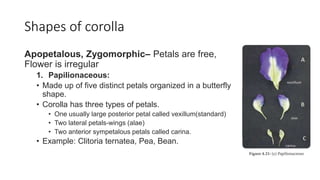 Shapes of corolla
Apopetalous, Zygomorphic– Petals are free,
Flower is irregular
1. Papilionaceous:
• Made up of five distinct petals organized in a butterfly
shape.
• Corolla has three types of petals.
• One usually large posterior petal called vexillum(standard)
• Two lateral petals-wings (alae)
• Two anterior sympetalous petals called carina.
• Example: Clitoria ternatea, Pea, Bean.
 