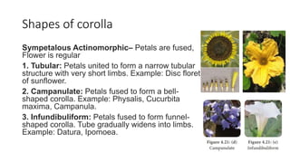 Shapes of corolla
Sympetalous Actinomorphic– Petals are fused,
Flower is regular
1. Tubular: Petals united to form a narrow tubular
structure with very short limbs. Example: Disc floret
of sunflower.
2. Campanulate: Petals fused to form a bell-
shaped corolla. Example: Physalis, Cucurbita
maxima, Campanula.
3. Infundibuliform: Petals fused to form funnel-
shaped corolla. Tube gradually widens into limbs.
Example: Datura, Ipomoea.
 