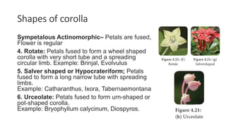 Shapes of corolla
Sympetalous Actinomorphic– Petals are fused,
Flower is regular
4. Rotate: Petals fused to form a wheel shaped
corolla with very short tube and a spreading
circular limb. Example: Brinjal, Evolvulus
5. Salver shaped or Hypocrateriform; Petals
fused to form a long narrow tube with spreading
limbs.
Example: Catharanthus, Ixora, Tabernaemontana
6. Urceolate: Petals fused to form urn-shaped or
pot-shaped corolla.
Example: Bryophyllum calycinum, Diospyros.
 