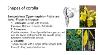 Shapes of corolla
Sympetalous Zygomorphic– Petals are
fused, Flower is irregular
1. Bilabiate: Corolla with two lips.
Example: Ocimum, Leucas, Adhatoda.
2. Personate:
Corolla made up of two lips with the upper arched
and the lower protruding into the corolla throat.
Example: Antirrhinum, Linaria.
3. Ligulate:
Tubular corolla with a single strap-shaped limb.
Example: Ray floret of Helianthus.
 