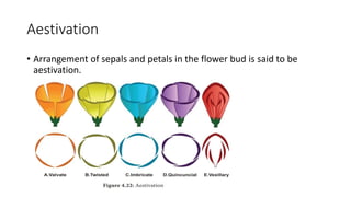 Aestivation
• Arrangement of sepals and petals in the flower bud is said to be
aestivation.
 