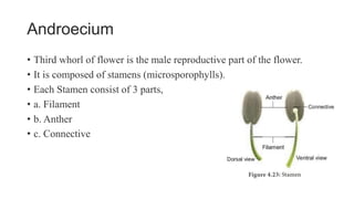 Androecium
• Third whorl of flower is the male reproductive part of the flower.
• It is composed of stamens (microsporophylls).
• Each Stamen consist of 3 parts,
• a. Filament
• b. Anther
• c. Connective
 