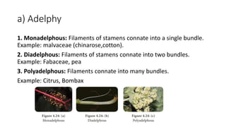 a) Adelphy
1. Monadelphous: Filaments of stamens connate into a single bundle.
Example: malvaceae (chinarose,cotton).
2. Diadelphous: Filaments of stamens connate into two bundles.
Example: Fabaceae, pea
3. Polyadelphous: Filaments connate into many bundles.
Example: Citrus, Bombax
 
