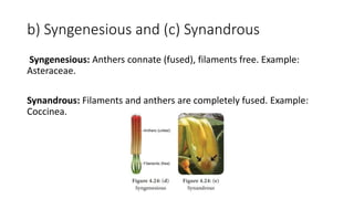 b) Syngenesious and (c) Synandrous
Syngenesious: Anthers connate (fused), filaments free. Example:
Asteraceae.
Synandrous: Filaments and anthers are completely fused. Example:
Coccinea.
 