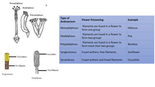 Type of
Androecium
Flower Possessing Example
Monadelphous
filaments are fused in a flower to
form one group
Hibiscus
Diadelphous
filaments are fused in a flower to
form two groups
Pea
Polyadelphous
filaments are fused in a flower to
form more than two groups
Bombax
Syngenesious Fused anthers, free filaments Sunflower
Synandrous Fused anthers and fused filaments Cucurbita
 