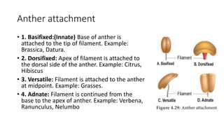Anther attachment
• 1. Basifixed:(Innate) Base of anther is
attached to the tip of filament. Example:
Brassica, Datura.
• 2. Dorsifixed: Apex of filament is attached to
the dorsal side of the anther. Example: Citrus,
Hibiscus
• 3. Versatile: Filament is attached to the anther
at midpoint. Example: Grasses.
• 4. Adnate: Filament is continued from the
base to the apex of anther. Example: Verbena,
Ranunculus, Nelumbo
 
