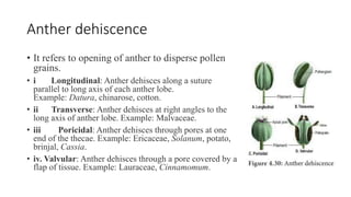 Anther dehiscence
• It refers to opening of anther to disperse pollen
grains.
• i Longitudinal: Anther dehisces along a suture
parallel to long axis of each anther lobe.
Example: Datura, chinarose, cotton.
• ii Transverse: Anther dehisces at right angles to the
long axis of anther lobe. Example: Malvaceae.
• iii Poricidal: Anther dehisces through pores at one
end of the thecae. Example: Ericaceae, Solanum, potato,
brinjal, Cassia.
• iv. Valvular: Anther dehisces through a pore covered by a
flap of tissue. Example: Lauraceae, Cinnamomum.
 
