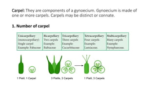 Carpel: They are components of a gynoecium. Gynoecium is made of
one or more carpels. Carpels may be distinct or connate.
1. Number of carpel
 