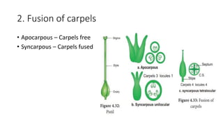 2. Fusion of carpels
• Apocarpous – Carpels free
• Syncarpous – Carpels fused
 