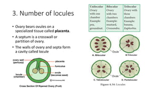 3. Number of locules
• Ovary bears ovules on a
specialized tissue called placenta.
• A septum is a crosswall or
partition of ovary.
• The walls of ovary and septa form
a cavity called locule
 
