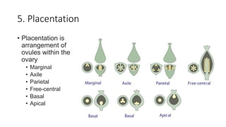 5. Placentation
• Placentation is
arrangement of
ovules within the
ovary
• Marginal
• Axile
• Parietal
• Free-central
• Basal
• Apical
 