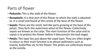 Parts of flower
• Peduncle: This is the stalk of the flower.
• Receptacle: It is that part of the flower to which the stalk is attached
to. It is small and found at the centre of the base of the flower.
• Sepals: These are the small, leaf-like parts growing at the base of the
petals. They form the outermost whorl of the flower. Collectively,
sepals are known as the calyx. The main function of the calyx and its
sepals is to protect the flower before it blossoms(in the bud stage).
• Petals: This layer lies just above the sepal layer. They are often bright
in colour as their main function is to attract pollinators such as
insects, butterflies etc to the flower. The petals are collectively known
as the corolla.
 