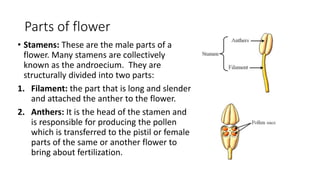 Parts of flower
• Stamens: These are the male parts of a
flower. Many stamens are collectively
known as the androecium. They are
structurally divided into two parts:
1. Filament: the part that is long and slender
and attached the anther to the flower.
2. Anthers: It is the head of the stamen and
is responsible for producing the pollen
which is transferred to the pistil or female
parts of the same or another flower to
bring about fertilization.
 