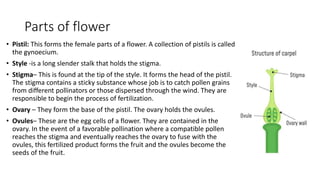 Parts of flower
• Pistil: This forms the female parts of a flower. A collection of pistils is called
the gynoecium.
• Style -is a long slender stalk that holds the stigma.
• Stigma– This is found at the tip of the style. It forms the head of the pistil.
The stigma contains a sticky substance whose job is to catch pollen grains
from different pollinators or those dispersed through the wind. They are
responsible to begin the process of fertilization.
• Ovary – They form the base of the pistil. The ovary holds the ovules.
• Ovules– These are the egg cells of a flower. They are contained in the
ovary. In the event of a favorable pollination where a compatible pollen
reaches the stigma and eventually reaches the ovary to fuse with the
ovules, this fertilized product forms the fruit and the ovules become the
seeds of the fruit.
 