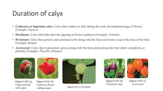 Duration of calyx
• Caducous or fugacious calyx: Calyx that withers or falls during the early development stage of flower.
Example: Papaver.
• Deciduous: Calyx that falls after the opening of flower (anthesis) Example: Nelumbo.
• Persistant: Calyx that persists and continues to be along with the fruit and forms a cup at the base of the fruit.
Example: Brinjal.
• Accrescent: Calyx that is persistent, grows along with the fruit and encloses the fruit either completely or
partially. Example: Physalis, Palmyra.
 
