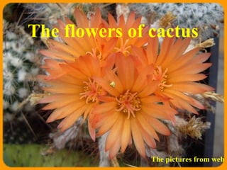 The flowers of cactus The pictures from web 