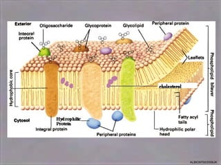 The fluid mosaic model of membrane structure | PPT