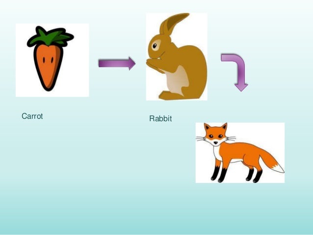 The Food Chain the-food-chain