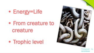 • Energy=Life
• From creature to
creature
• Trophic level
Photograph by:
danieldslee

 