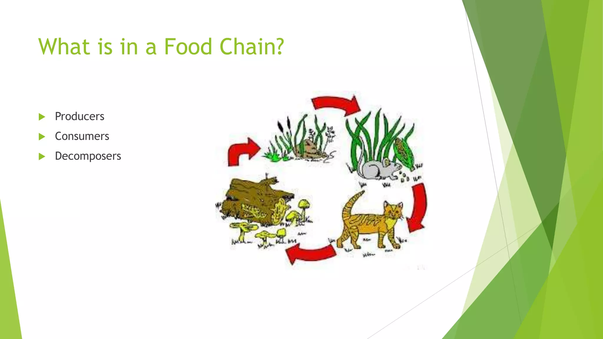 The Food Web PowerPoint | PPTX