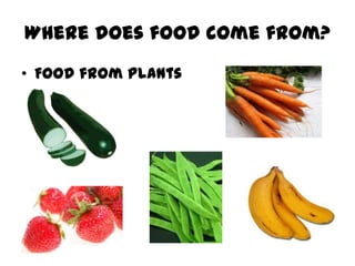 Where does food come from?
• Food from plants
 