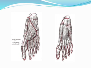 Anatomy of the foot | PPTX