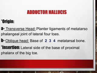 Anatomy of the foot | PPT